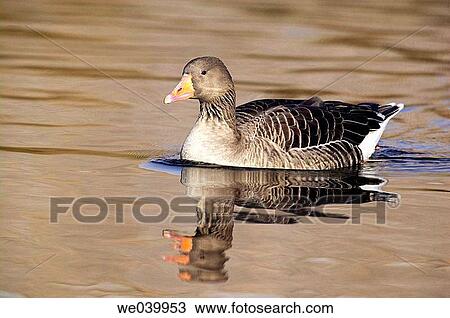 Stock Image - Greylag Goose (Anser anser). Fotosearch