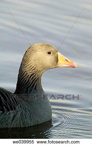 Greylag Goose (Anser anser) View Large Photo Image Stock Photography - Greylag Goose (Anser anser). Fotosearch