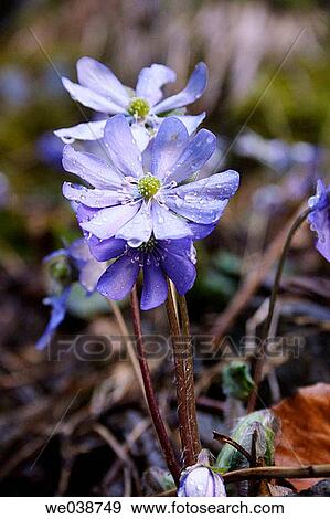 Hepatica nobilis. Teuchl, Penk, M÷lltal, Carinthia. Austria View Large Photo Image Stock Photo - Hepatica nobilis. Teuchl, Penk, M÷lltal, Carinthia. Austria. Fotosearch