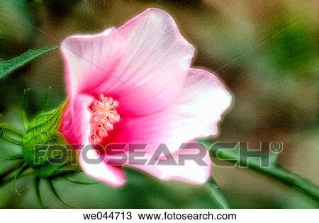 Hibiscus (Hibiscus hybr. ). Maryland, USA, August 2004 View Large Photo Image Stock Image - Hibiscus (Hibiscus hybr. ). Maryland, USA, August 2004. Fotosearch