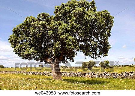 Holm, eiche, bäume, in, brozas, caceres, province., extremadura