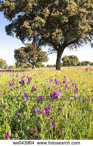 Holm oak trees in Brozas, Caceres province. Extremadura, Spain View Large Photo Image Picture - Holm oak trees in Brozas, Caceres province. Extremadura, Spain. Fotosearch