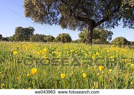 Holm oak trees in Brozas, Caceres province. Extremadura, Spain View Large Photo Image Stock Image - Holm oak trees in Brozas, Caceres province. Extremadura, Spain. Fotosearch