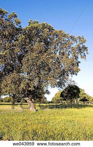 Holm oak trees in Brozas, Caceres province. Extremadura, Spain View Large Photo Image Stock Photo - Holm oak trees in Brozas, Caceres province. Extremadura, Spain. Fotosearch