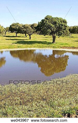 Holm oak trees in Brozas, Caceres province. Extremadura, Spain View Large Photo Image Stock Photo - Holm oak trees in Brozas, Caceres province. Extremadura, Spain. Fotosearch