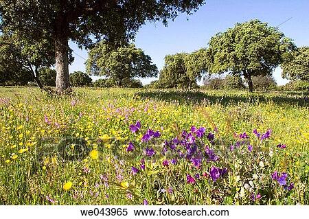 Holm oak trees in Brozas, Caceres province. Extremadura, Spain View Large Photo Image Stock Photography - Holm oak trees in Brozas, Caceres province. Extremadura, Spain. Fotosearch