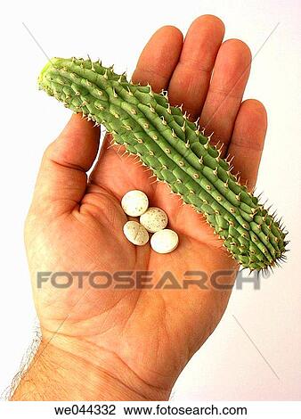 Hoodia gordonii. The medicinal use of Hoodia is long known by the indigenous populations of Southern Africa (Bushman) and recently Hoodia extracts can be taken to lower blood pressure and reduce the appetite. View Large Photo Image Stock Image - Hoodia gordonii. The medicinal use of Hoodia is long known by the indigenous populations of Southern Africa (Bushman) and recently Hoodia extracts can be taken to lower blood pressure and reduce the appetite.. Fotosearch