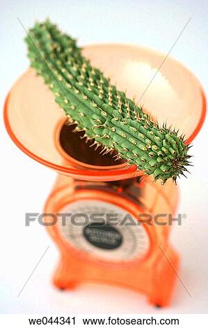 Hoodia gordonii. The medicinal use of Hoodia is long known by the indigenous populations of Southern Africa (Bushman) and recently Hoodia extracts can be taken to lower blood pressure and reduce the appetite. View Large Photo Image Stock Image - Hoodia gordonii. The medicinal use of Hoodia is long known by the indigenous populations of Southern Africa (Bushman) and recently Hoodia extracts can be taken to lower blood pressure and reduce the appetite.. Fotosearch