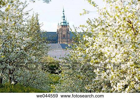 Hradcany Castle in spring. Czech Republic, Prague View Large Photo Image Stock Photo - Hradcany Castle in spring. Czech Republic, Prague. Fotosearch