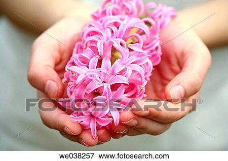Stock Photo - Hyacinth (Hyacinthus hybr. ). Fotosearch