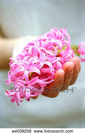 Hyacinth (Hyacinthus hybr. ) View Large Photo Image Stock Photo - Hyacinth (Hyacinthus hybr. ). Fotosearch