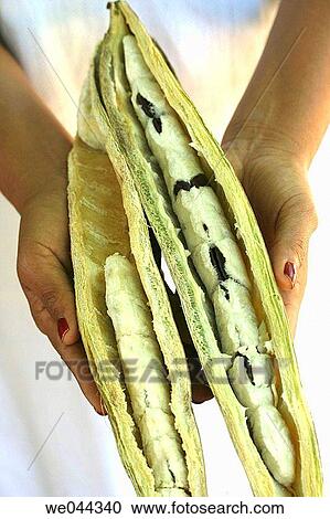 Stock Image - Ice Cream Bean (Inga feuillei). Typical fruit from the Amazon.. Fotosearch