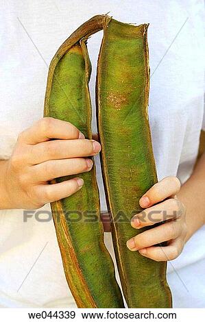 Ice Cream Bean (Inga feuillei). Typical fruit from the Amazon. View Large Photo Image Stock Photo - Ice Cream Bean (Inga feuillei). Typical fruit from the Amazon.. Fotosearch