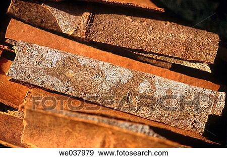 Indian cinnamon. Gujarat, India View Large Photo Image Stock Photo - Indian cinnamon. Gujarat, India. Fotosearch