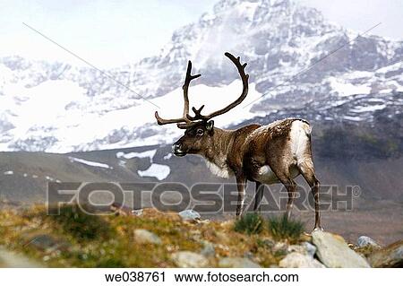 Introduced Reindeer on South Georgia Island. These Reindeer were introduced to the island in the early 1900's as a meat suppy for the whaling stations built there. View Large Photo Image Stock Image - Introduced Reindeer on South Georgia Island. These Reindeer were introduced to the island in the early 1900's as a meat suppy for the whaling stations built there.. Fotosearch