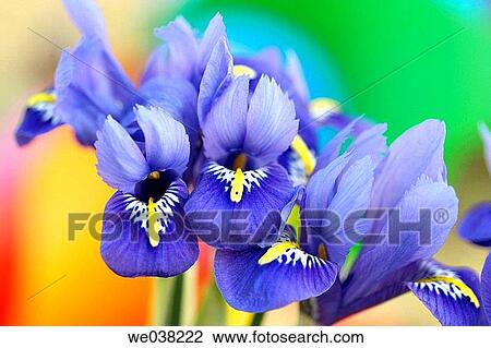 Iris (Iris reticulata) View Large Photo Image Stock Image - Iris (Iris reticulata). Fotosearch