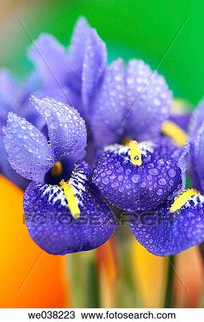 Iris (Iris reticulata) View Large Photo Image Stock Image - Iris (Iris reticulata). Fotosearch