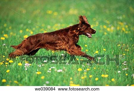 Irish setter View Large Photo Image Picture - Irish setter. Fotosearch