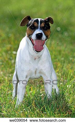Jack Russel terrier View Large Photo Image Picture - Jack Russel terrier. Fotosearch