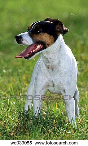 Jack Russel terrier View Large Photo Image Stock Photography - Jack Russel terrier. Fotosearch