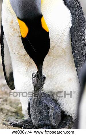 Picture - King Penguin (Aptenodytes patagonicus) parent and chick on South Georgia Island, southern Atlantic Ocean. Fotosearch