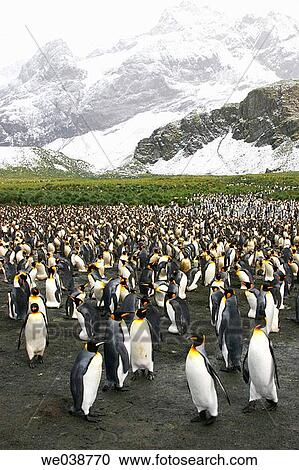 Stock Image - King Penguin (Aptenodytes patagonicus) colony on South Georgia Island, southern Atlantic Ocean. Fotosearch
