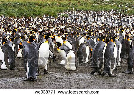 Stock Image - King Penguin (Aptenodytes patagonicus) colony (with a single chinstrap penguin in the middle of it) on South Georgia Island, southern Atlantic Ocean. Fotosearch