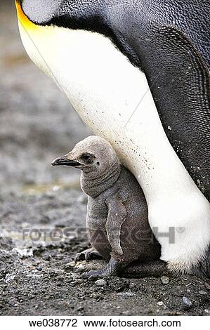 Stock Image - King Penguin (Aptenodytes patagonicus) parent and chick on South Georgia Island, southern Atlantic Ocean. Fotosearch