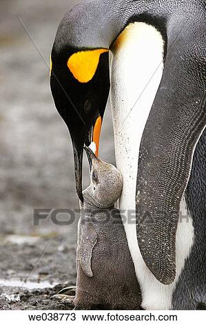 King Penguin (Aptenodytes patagonicus) parent and chick on South Georgia Island, southern Atlantic Ocean View Large Photo Image Stock Image - King Penguin (Aptenodytes patagonicus) parent and chick on South Georgia Island, southern Atlantic Ocean. Fotosearch