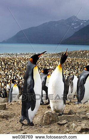 Stock Photo - King Penguin (Aptenodytes patagonicus) colony on South Georgia Island, southern Atlantic Ocean. Fotosearch