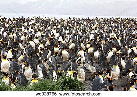 Stock Photograph - King Penguin (Aptenodytes patagonicus) colony on South Georgia Island, southern Atlantic Ocean. Fotosearch
