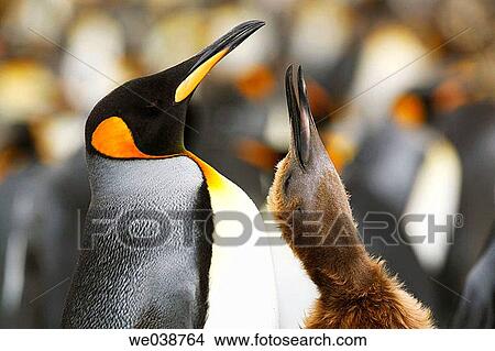 Picture - King Penguin parent and chick (Aptenodytes patagonicus) on South Georgia Island, southern Atlantic Ocean. Fotosearch