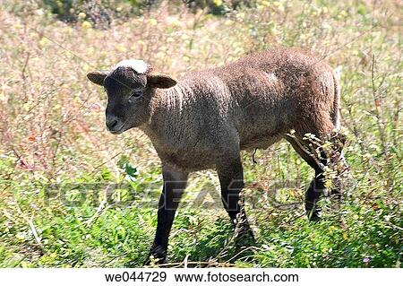Lamb. El Puerto de Santa Mar? a, Cßdiz province, Andalusia, Spain View Large Photo Image Stock Photo - Lamb. El Puerto de Santa Mar? a, Cßdiz province, Andalusia, Spain. Fotosearch