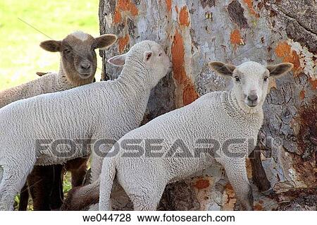 Lambs biting tree bark. El Puerto de Santa Mar? a, Cßdiz province, Andalusia, Spain View Large Photo Image Stock Photo - Lambs biting tree bark. El Puerto de Santa Mar? a, Cßdiz province, Andalusia, Spain. Fotosearch