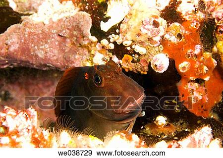 Large-banded Blenny (Ophiblennius steindachneri). Galapagos Islands National Park, Ecuador View Large Photo Image Stock Photo - Large-banded Blenny (Ophiblennius steindachneri). Galapagos Islands National Park, Ecuador. Fotosearch