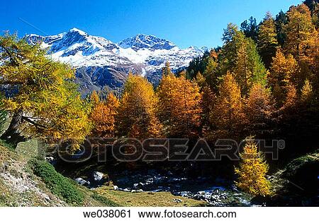 Larix decidua. Larch trees. Alps of Eastern Switzerland. View Large Photo Image Stock Image - Larix decidua. Larch trees. Alps of Eastern Switzerland.. Fotosearch