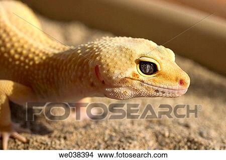 Leopard Gecko, female (Eublepharis macularius) View Large Photo Image Picture - Leopard Gecko, female (Eublepharis macularius). Fotosearch