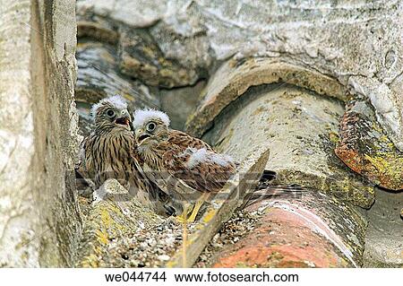 Lesser Kestrel (Falco naumanni) chicks View Large Photo Image Picture - Lesser Kestrel (Falco naumanni) chicks. Fotosearch