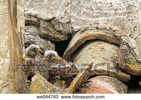 Stock Image - Lesser Kestrel (Falco naumanni) chicks. Fotosearch