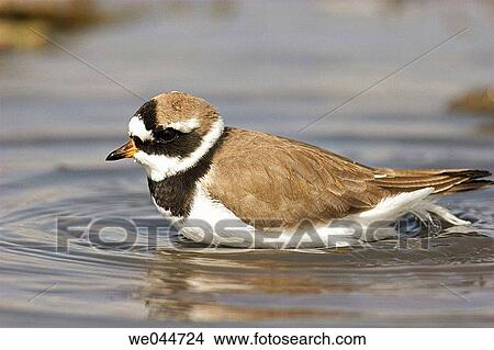 Little Ringed Plover (Charadrius dubius) View Large Photo Image Picture - Little Ringed Plover (Charadrius dubius). Fotosearch