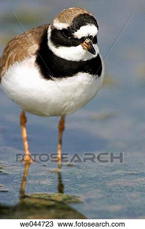 Little Ringed Plover (Charadrius dubius) View Large Photo Image Stock Image - Little Ringed Plover (Charadrius dubius). Fotosearch