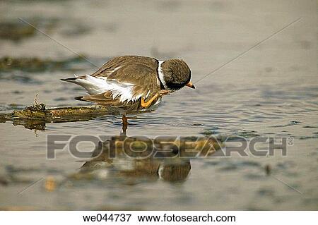 Little Ringed Plover (Charadrius dubius) View Large Photo Image Stock Photo - Little Ringed Plover (Charadrius dubius). Fotosearch