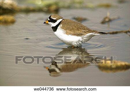 Little Ringed Plover (Charadrius dubius) View Large Photo Image Stock Photograph - Little Ringed Plover (Charadrius dubius). Fotosearch