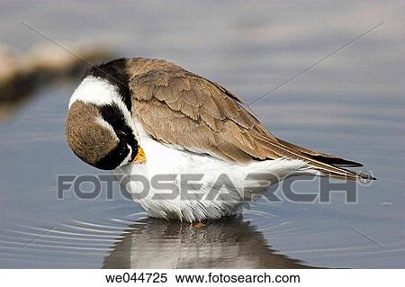 Little Ringed Plover (Charadrius dubius) View Large Photo Image Stock Photography - Little Ringed Plover (Charadrius dubius). Fotosearch