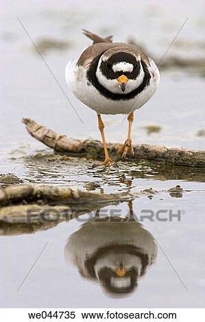 Little Ringed Plover (Charadrius dubius) View Large Photo Image Stock Photography - Little Ringed Plover (Charadrius dubius). Fotosearch