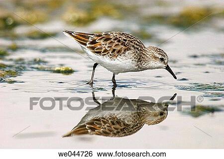 Little Stint (Calidris minuta) View Large Photo Image Stock Photograph - Little Stint (Calidris minuta). Fotosearch