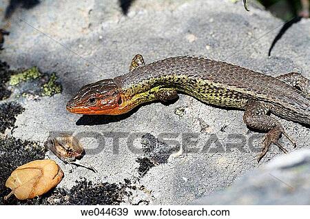 Lizard. View Large Photo Image Stock Photo - Lizard.. Fotosearch
