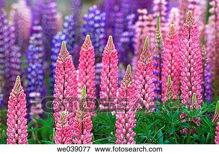 Lupines (Lupinus sp. ). South Island. New Zealand View Large Photo Image Stock Photo - Lupines (Lupinus sp. ). South Island. New Zealand. Fotosearch