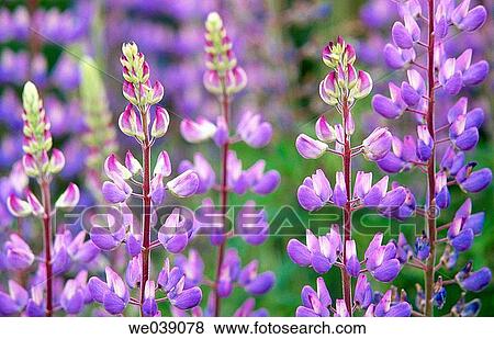 Lupines (Lupinus sp. ). South Island. New Zealand View Large Photo Image Stock Photo - Lupines (Lupinus sp. ). South Island. New Zealand. Fotosearch
