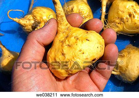 Maca (Lepidium peruvianum). Andean roots with aphrodisiacal and invigorative View Large Photo Image Stock Image - Maca (Lepidium peruvianum). Andean roots with aphrodisiacal and invigorative. Fotosearch